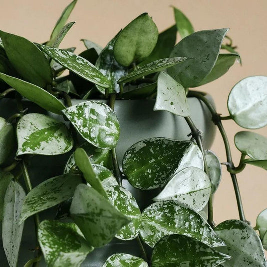 Hoya Cuttings Set of 6 | Rare Wax Plant Indoor Houseplants | Hoya spp. | Live Plant Starter | Houseplant Collection