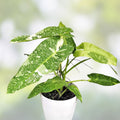 Rooted Philodendron Jose Bueno Cutting | Indoor Houseplant | Easy Care Green Foliage | Philodendron bipinnatifidum