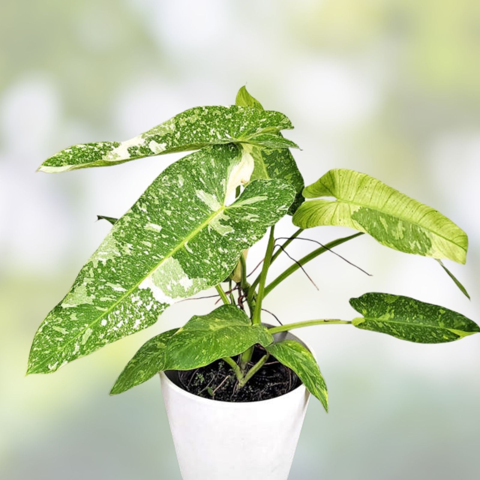 Rooted Philodendron Jose Bueno Cutting | Indoor Houseplant | Easy Care Green Foliage | Philodendron bipinnatifidum