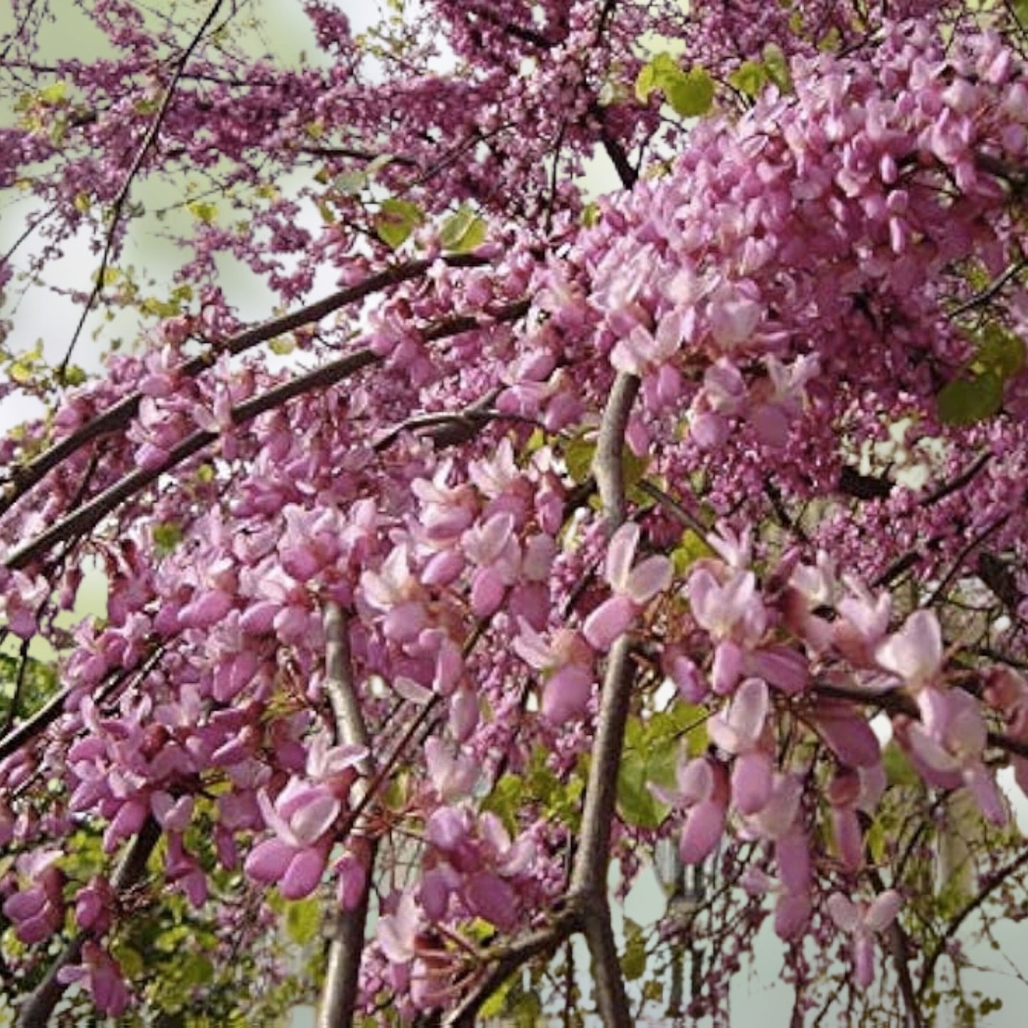 Judas Tree Seeds 20 Pack - Flowering Cercis siliquastrum Ornamental Deciduous Tree Seeds for Planting