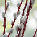 Pussy Willow Cuttings Salix discolor 5-7in Live Plant Bare Root Grow Your Own Garden Supplies