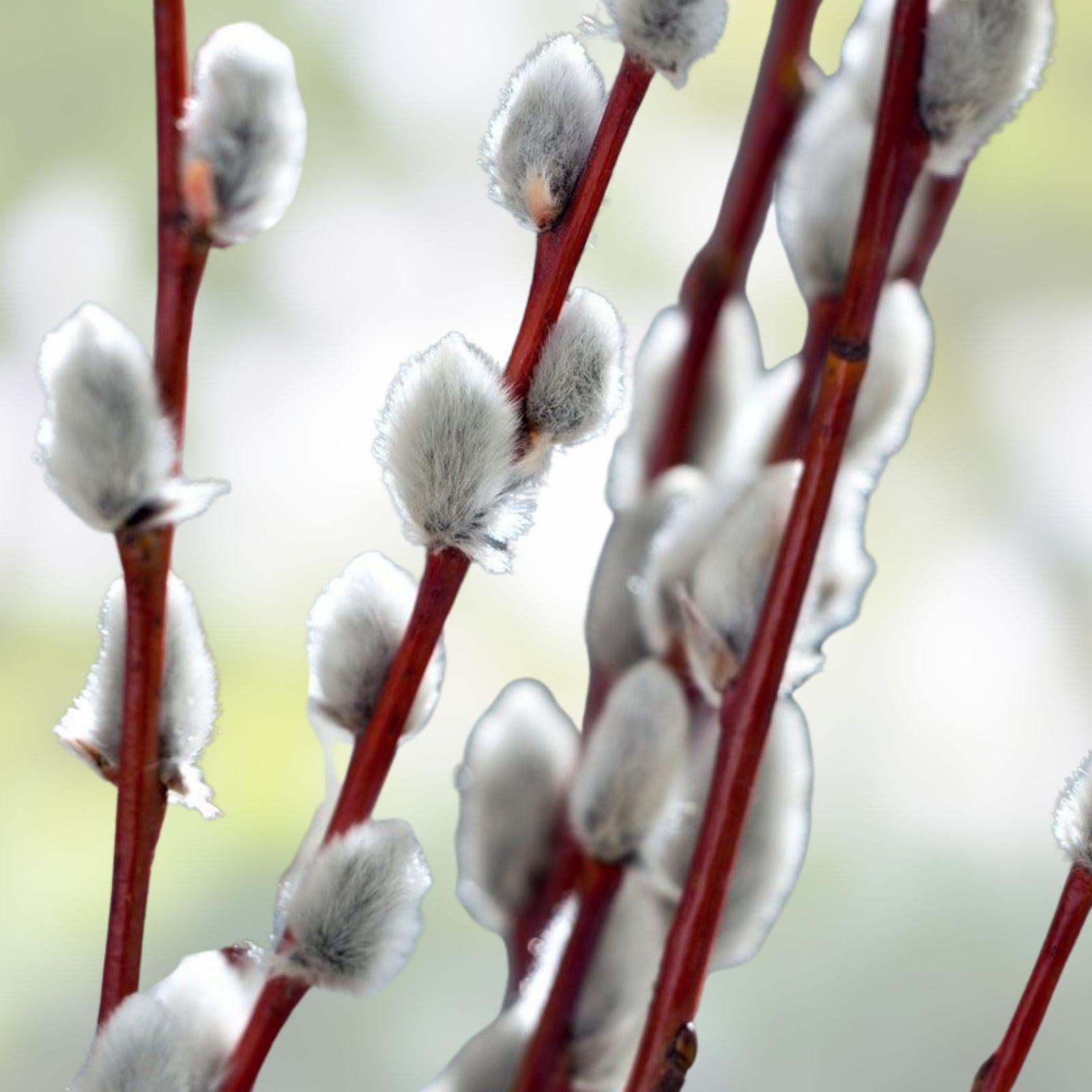 Pussy Willow Cuttings Salix discolor 5-7in Live Plant Bare Root Grow Your Own Garden Supplies