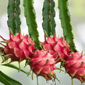 4" Dragon Fruit Cactus Cutting Hylocereus undatus White Flesh Pitaya Edible Fruit Plant for Garden