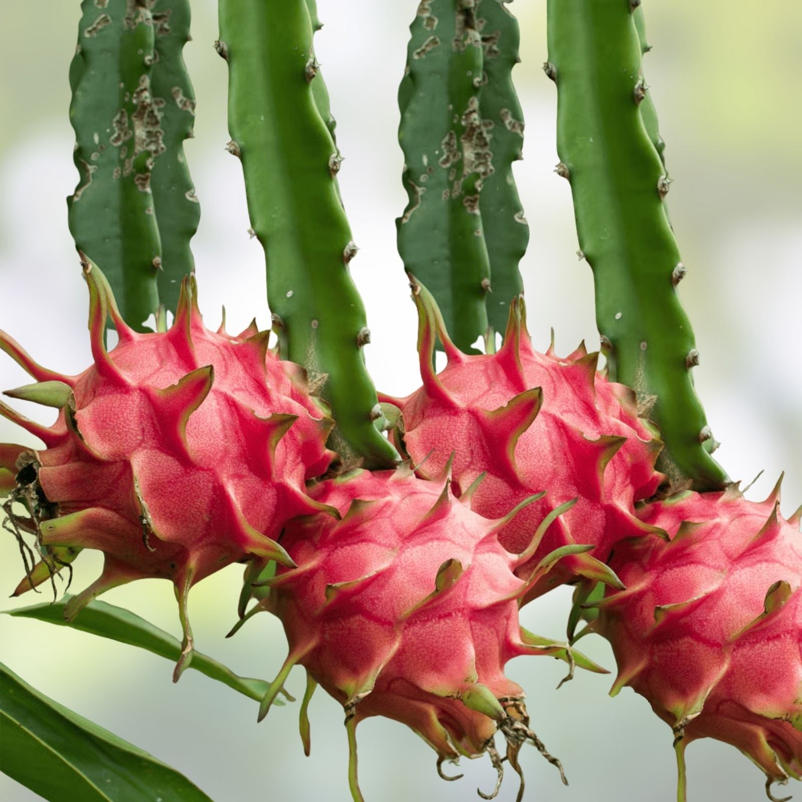 4" Dragon Fruit Cactus Cutting Hylocereus undatus White Flesh Pitaya Edible Fruit Plant for Garden