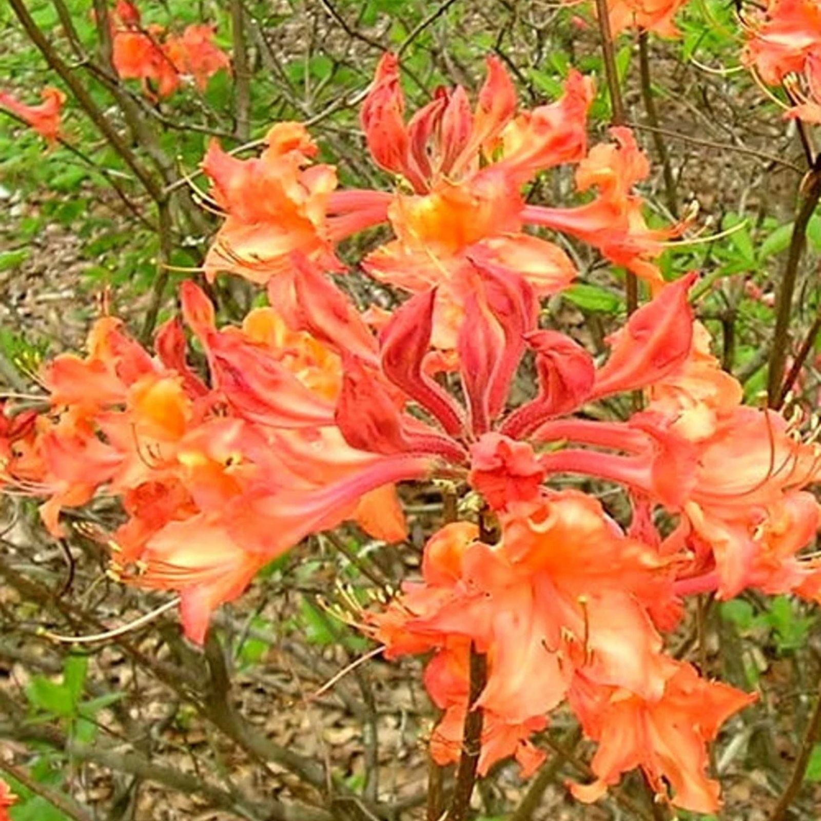 Aromi Azalea Plant - Well Rooted Rhododendron Hybrid - Fantastique - Evergreen Shrub for Garden and Landscape