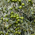 Canino Olive Tree Seeds 12 Pack Edible Green/Black Fruit Olea Europaea Live Plant Starter Bare Root