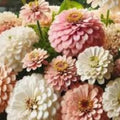 Blushing Bride Zinnia Seeds 100 Organic Mix – Zinnia elegans Flower Seeds for Garden, Cut Flowers, Pollinator Attractant