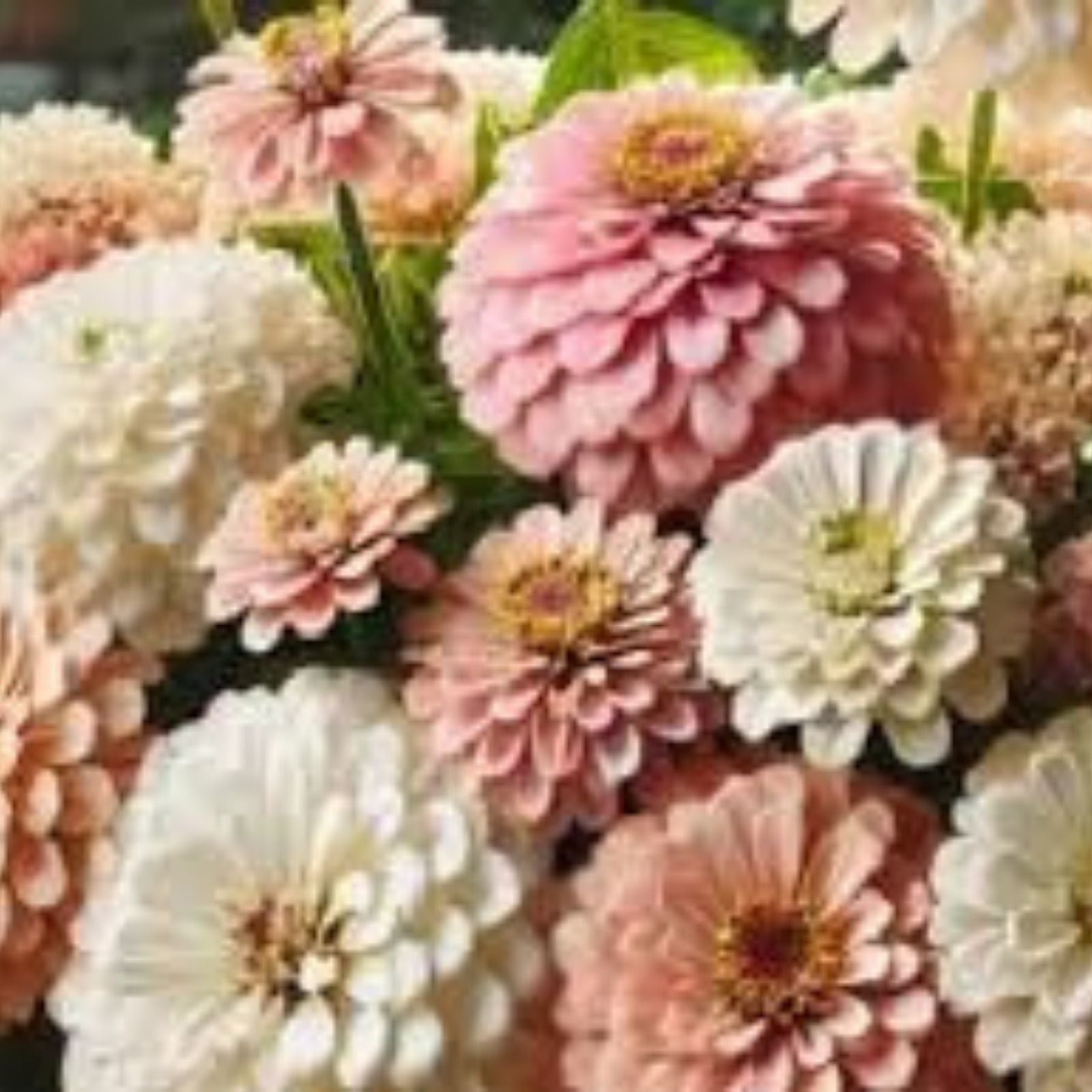 Blushing Bride Zinnia Seeds 100 Organic Mix – Zinnia elegans Flower Seeds for Garden, Cut Flowers, Pollinator Attractant