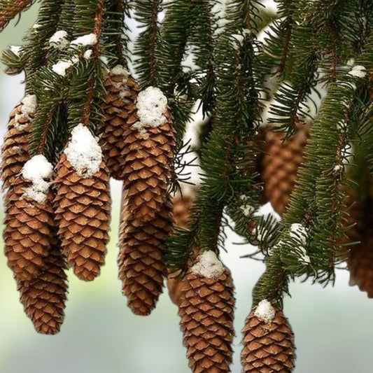 Norway Spruce Tree Seeds 50 Pack Evergreen Picea Abies for Landscaping and Reforestation Fast Shipping