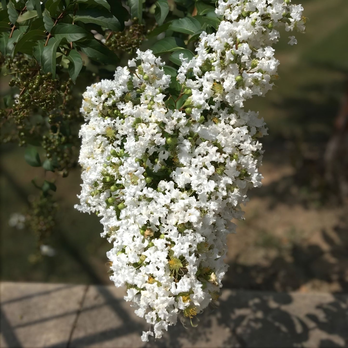 Milk Crape Myrtle Cuttings 7 Pack Lagerstroemia indica Live Plant Starter Bare Root Fast-Growing Garden Landscape