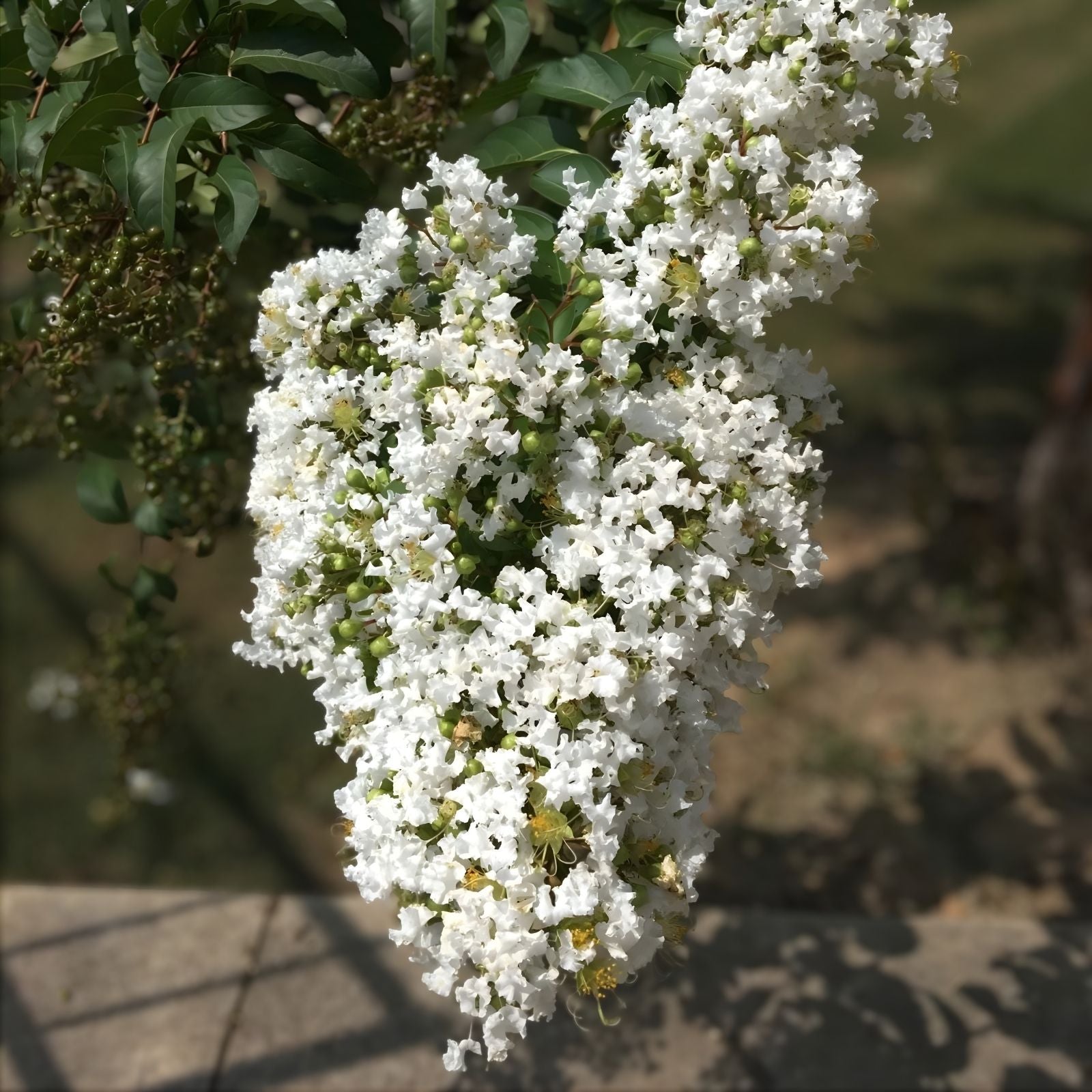 Milk Crape Myrtle Cuttings 7 Pack Lagerstroemia indica Live Plant Starter Bare Root Fast-Growing Garden Landscape