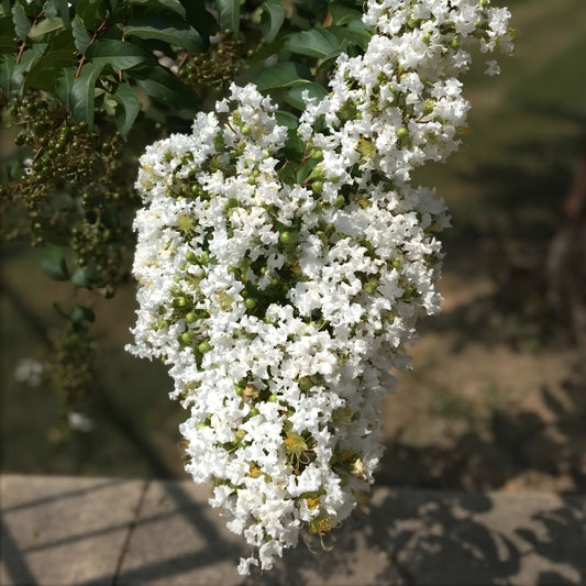 Milk Crape Myrtle Cuttings 7 Pack Lagerstroemia indica Live Plant Starter Bare Root Fast-Growing Garden Landscape
