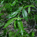 Silky Willow Cuttings 5 Pack | Salix sericea Native Live Plant Starter | 18 Inches Fresh Propagation Cuttings