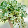 Pothos Ivy Cuttings Combo 6 Pack – Marble Queen, Brazil, N'Joy – Live Indoor Houseplants, Starter Plants, Houseplant Cuttings