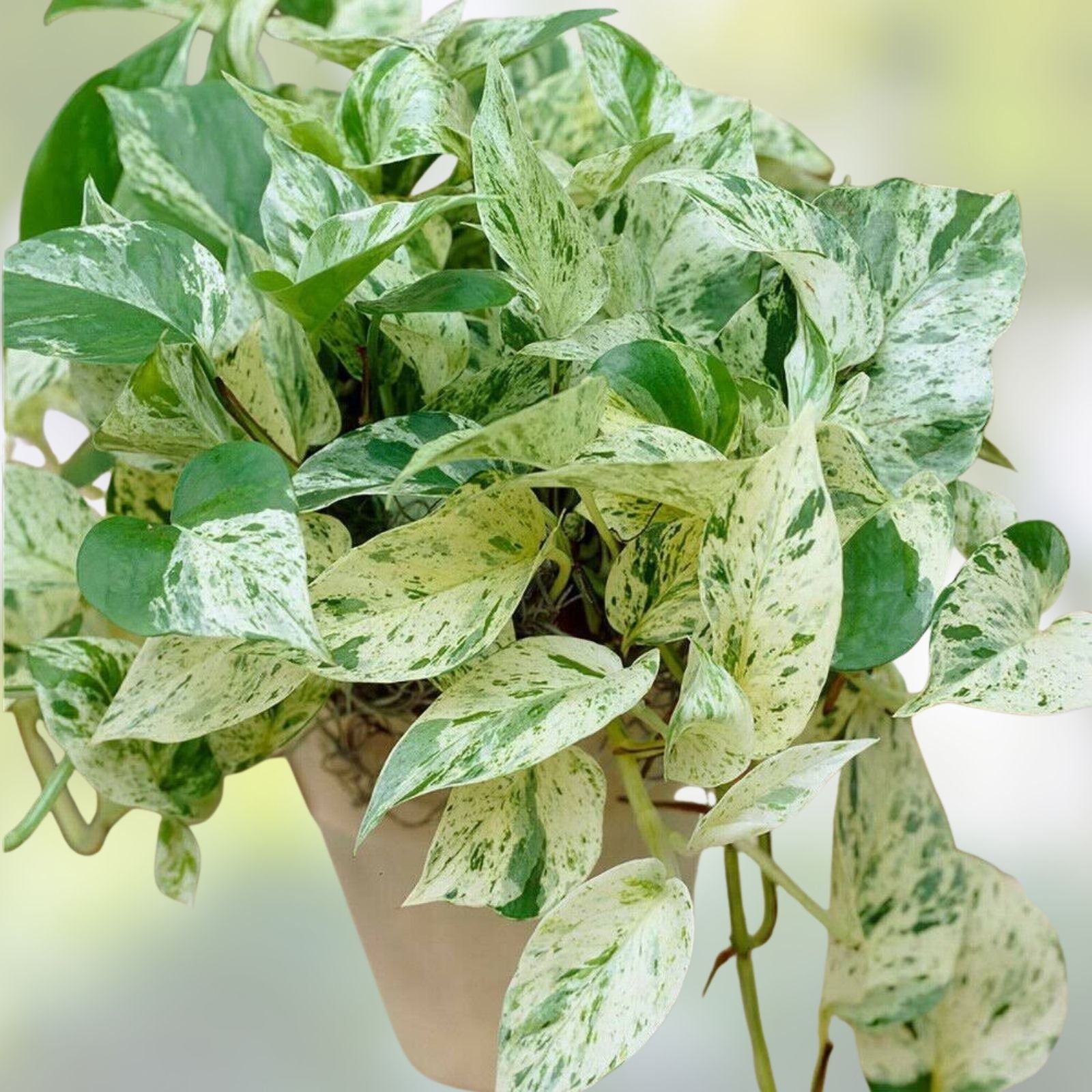 Pothos Ivy Cuttings Combo 6 Pack – Marble Queen, Brazil, N'Joy – Live Indoor Houseplants, Starter Plants, Houseplant Cuttings