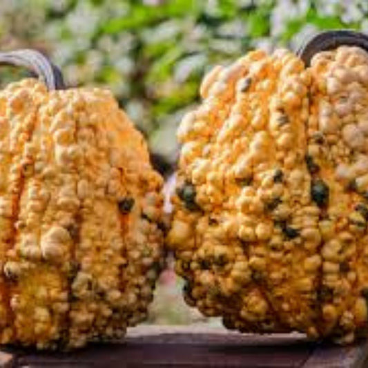 Organic Pumpkin Seeds Kettle Corn Variety Non-GMO 10 Pack for Gardening, Planting, Home Grow, Edible Seeds
