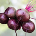 Beet Seeds Heirloom Early Wonder Non-GMO Beta vulgaris Vegetable Gardening Supplies 50+