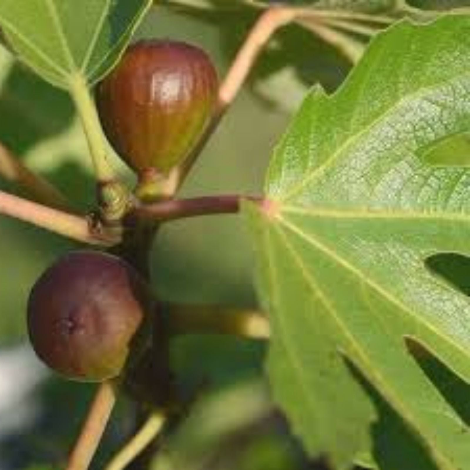 Black Mission Fig Cuttings 6" or Longer – Dormant Propagation Scions – Ficus carica Fruit Tree Planting Material