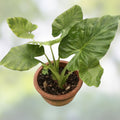 Small Rooted Starter Plant, Colocasia esculenta, Elephant Ear, Tropical Foliage Plant, Live Indoor and Garden Plant