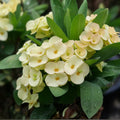 Large White Crown of Thorns Cutting Euphorbia milii Live Indoor Succulent Plant Propagation