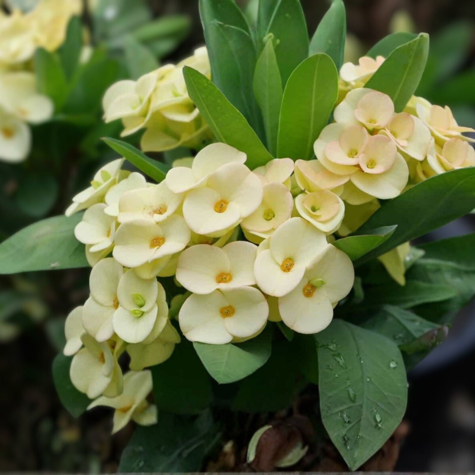 Large White Crown of Thorns Cutting Euphorbia milii Live Indoor Succulent Plant Propagation