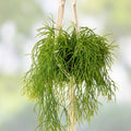 Mistletoe Cactus Cutting Rhipsalis baccifera Indoor Hanging or Potted Succulent Plant Easy to Grow