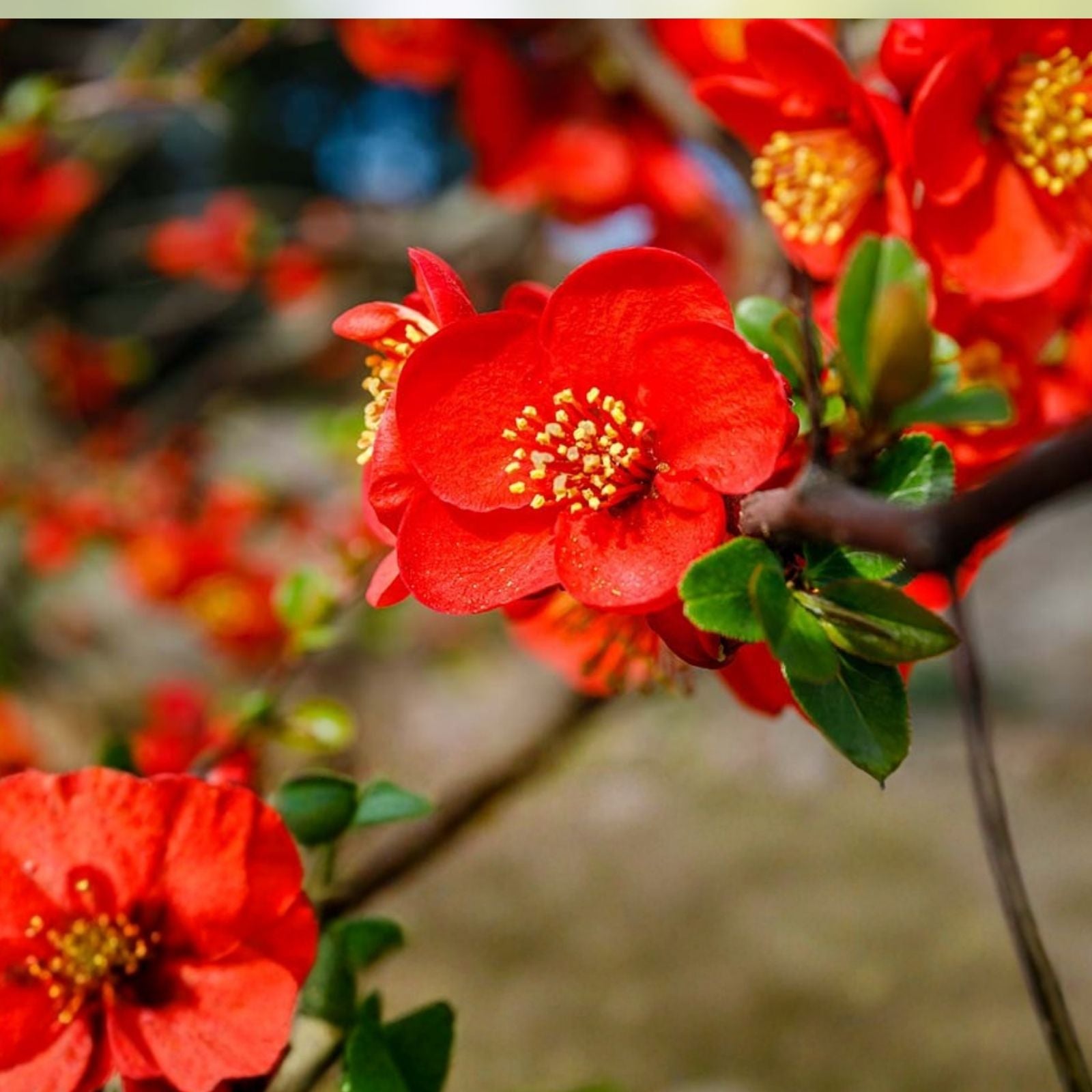 Flowering Quince Cuttings – 5 Double Scarlet Flower Branches – Chaenomeles speciosa – Ornamental Shrubs for Garden
