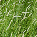 Pink Pampas Grass Seeds 100 Pack - Ornamental Landscaping Grass - Cortaderia selloana - Fresh Stock