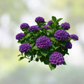 Purple Hydrangea Cuttings – Live 6-Inch Hydrangea macrophylla Starter Plants for Gardening Landscaping