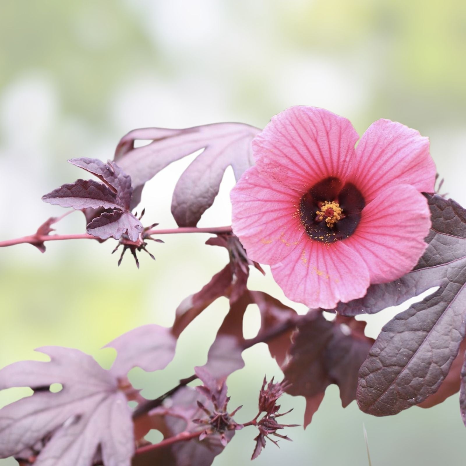 Cranberry Hibiscus Live Plant Cutting Edible Tropical Ornamental Foliage Acetosella Rosella