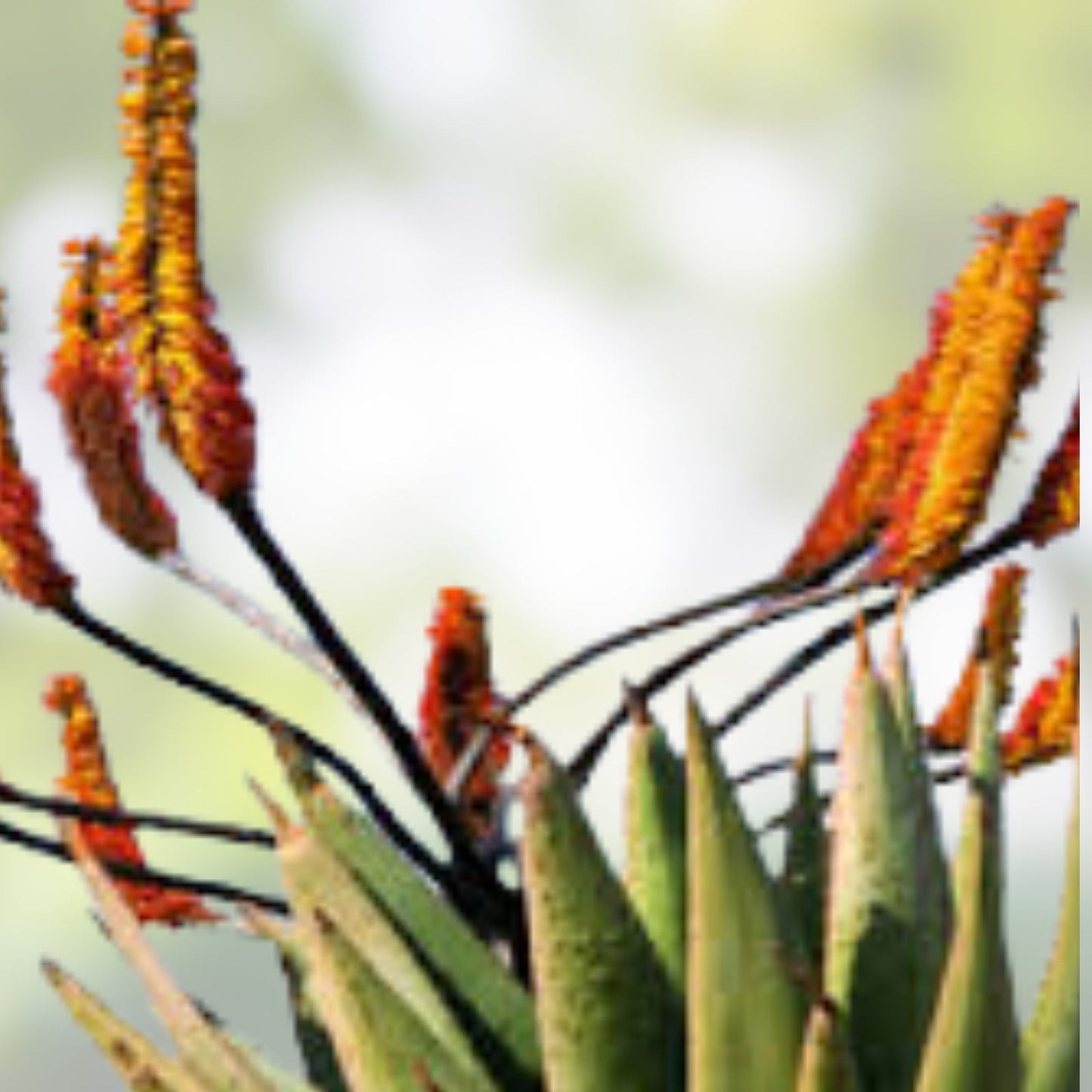Aloe spectabilis Seeds 30 Pack | Rare Succulent Planting Starter | Live Aloe Cutting Bare Root Houseplant
