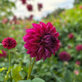 Dahlia Bulb Tuber Arabian Night Burgundy Red Black Flower Live Plant Butterfly Attracting Zones 3-11