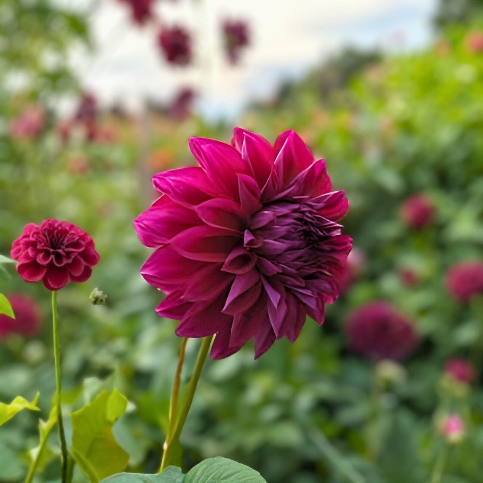 Dahlia Bulb Tuber Arabian Night Burgundy Red Black Flower Live Plant Butterfly Attracting Zones 3-11