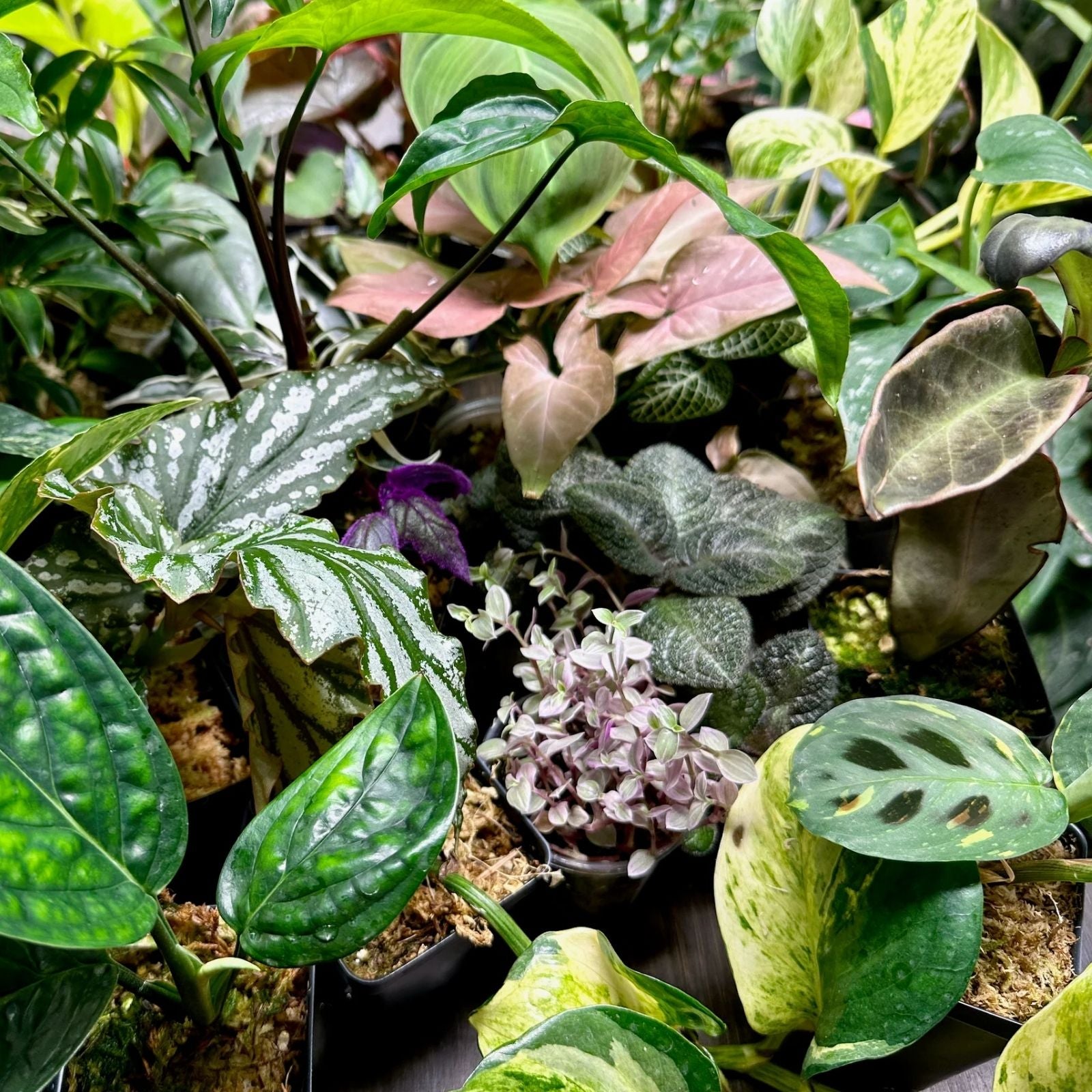 12-Pack Indoor Houseplants Mix – Live Plants, Rare & Common Varieties, Starter Plants, Houseplant Collection