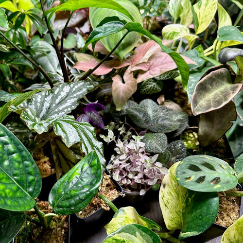 12-Pack Indoor Houseplants Mix – Live Plants, Rare & Common Varieties, Starter Plants, Houseplant Collection