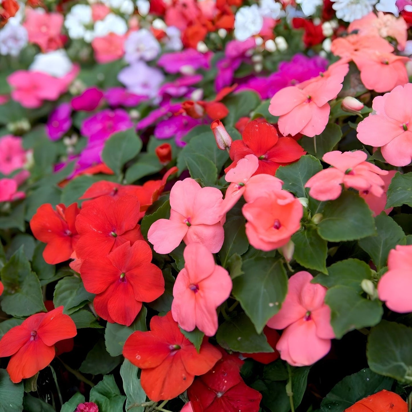 Lilac Busy Lizzy Impatiens Walleriana Seeds 500 Count – Vibrant Garden Flowering Plant Starter Kit