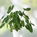 Philodendron Burle Marx Cutting | Indoor Tropical Plant | Live Houseplant Starter | Fast Growing Philodendron spp