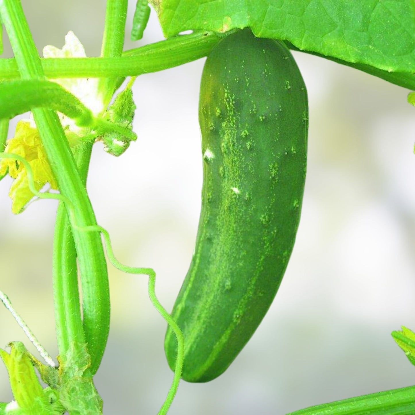 Heirloom Cucumber Seeds Straight Eight Non-GMO 50+ Starter Plants Veggie Garden Planting