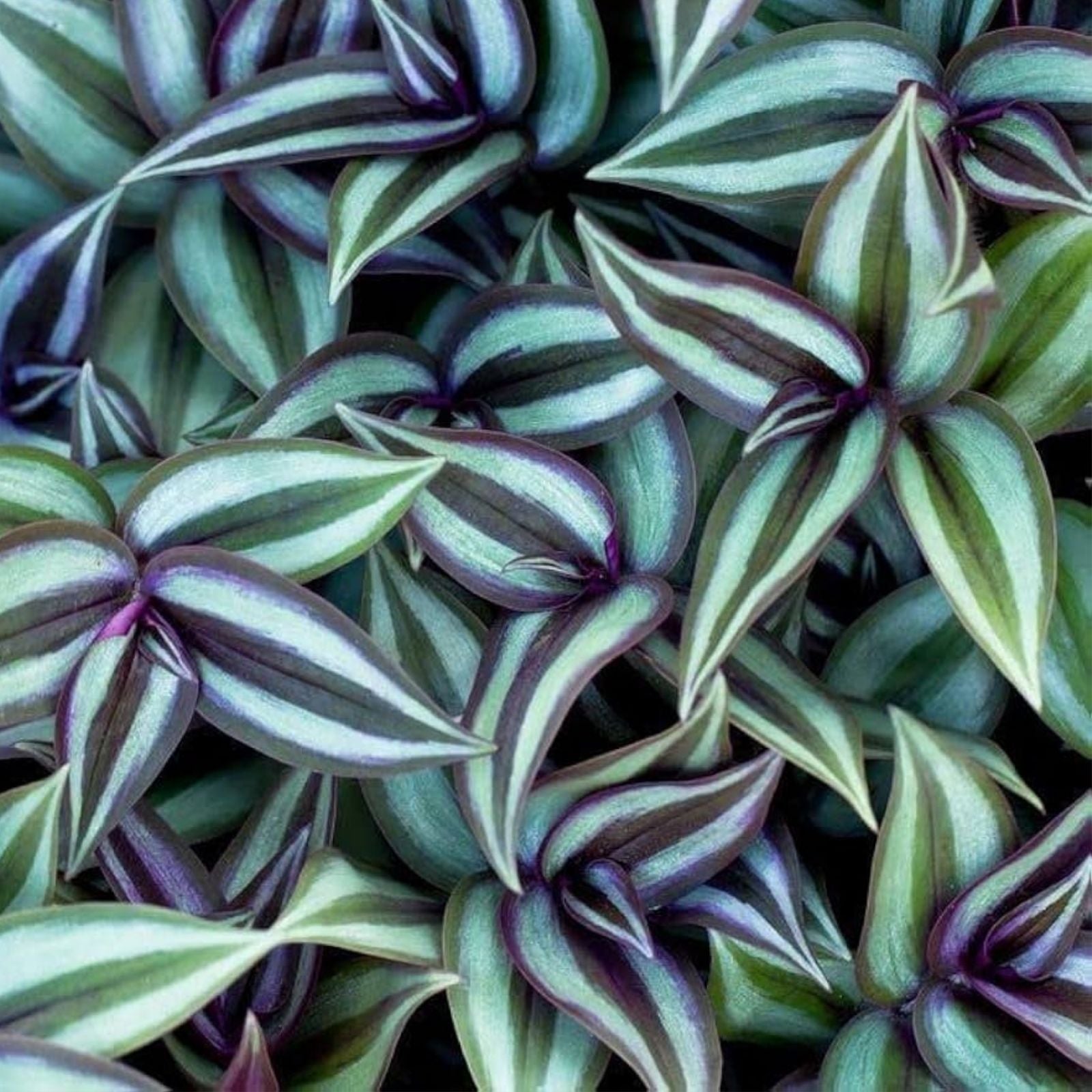 Tradescantia Burgundy Live Plant Cuttings 3-4" Indoor Houseplant Propagation 8 Pack