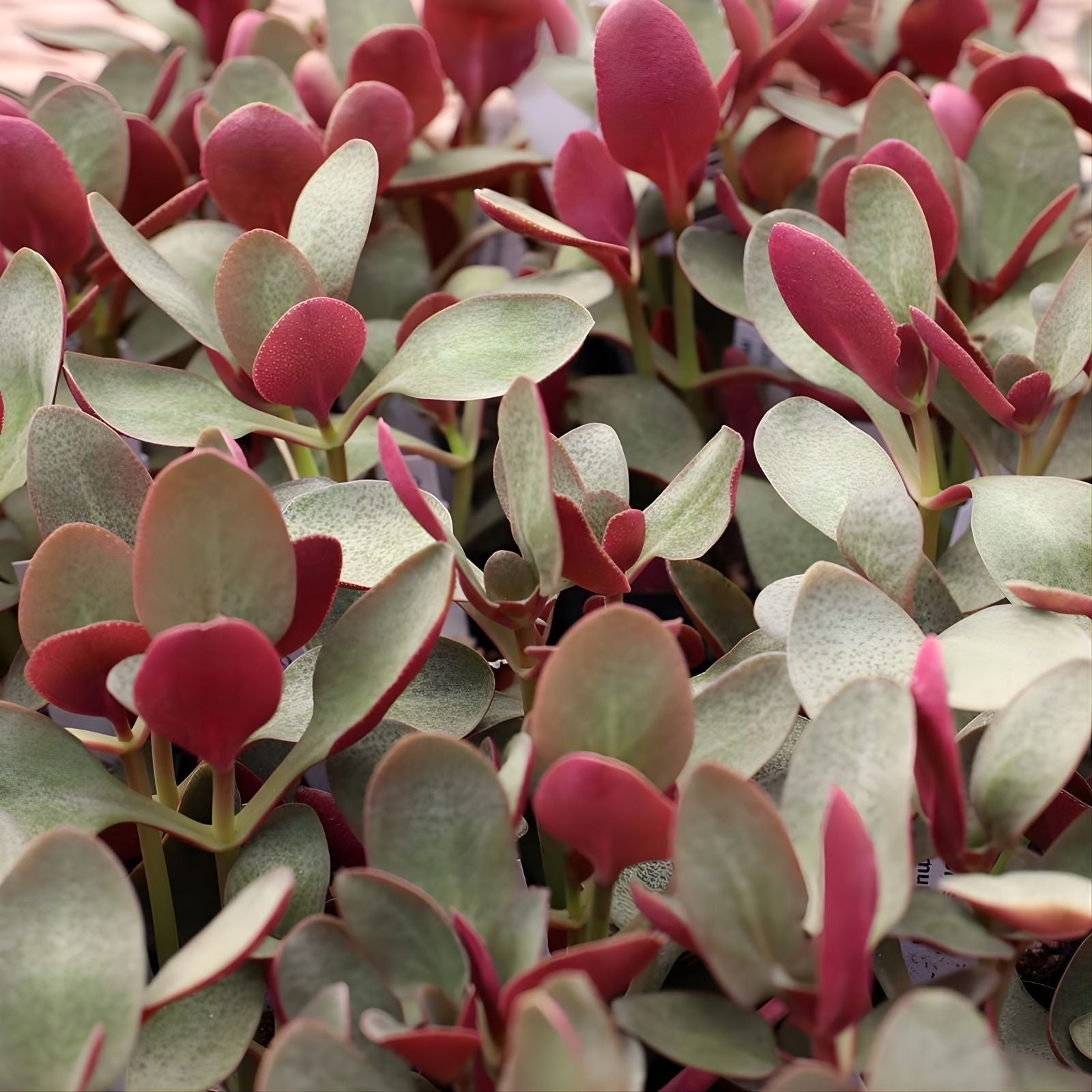 Fairy Crassula Succulent Cuttings 3-inch Indoor Plant Garden Starter Crassula multicava Houseplant Gift