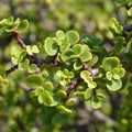Portulacaria Afra Elephant Bush Succulent Cuttings – Dwarf Jade Indoor Plant, Easy to Grow, Live Starter Plant, Houseplant, Garden Arrangement