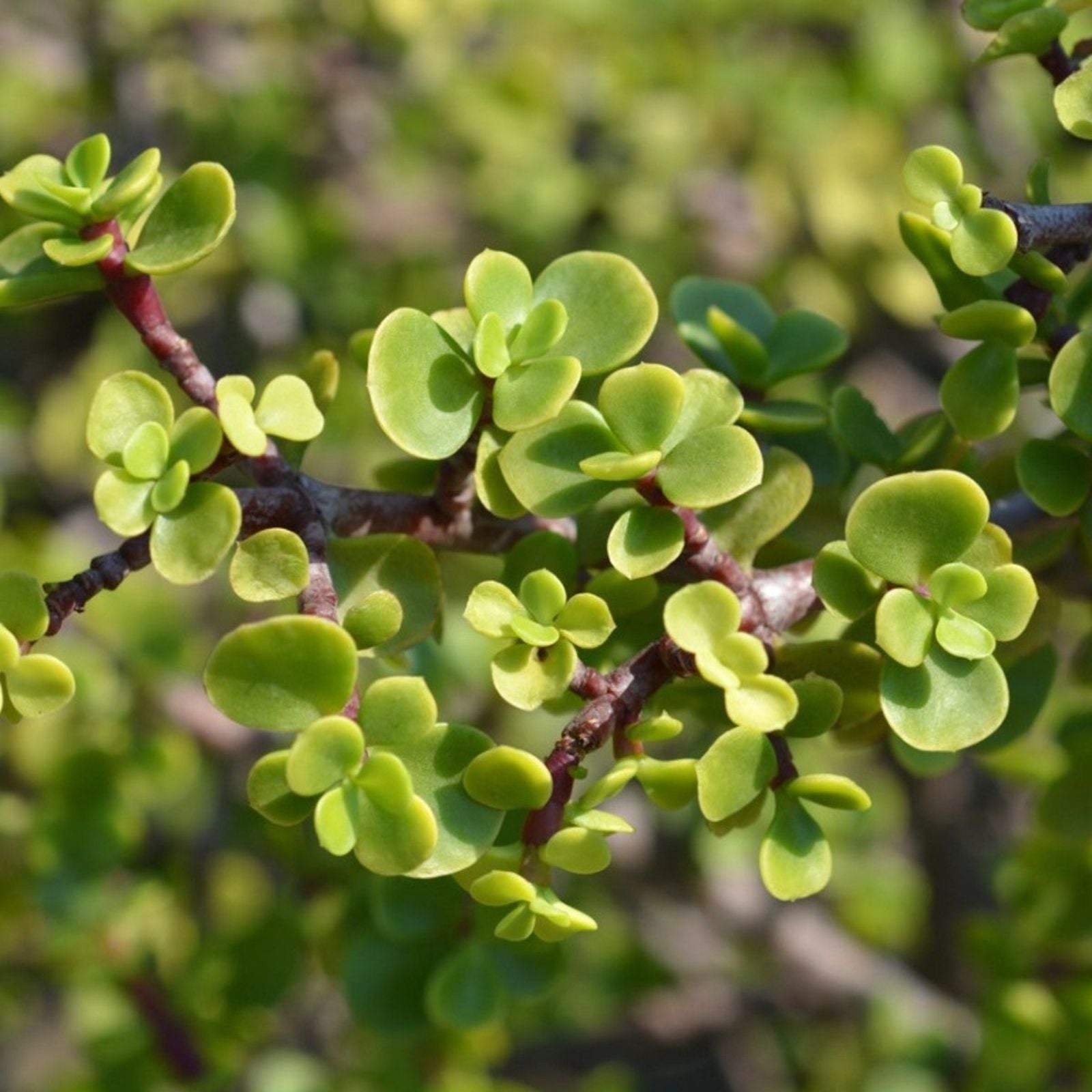 Portulacaria Afra Elephant Bush Succulent Cuttings – Dwarf Jade Indoor Plant, Easy to Grow, Live Starter Plant, Houseplant, Garden Arrangement