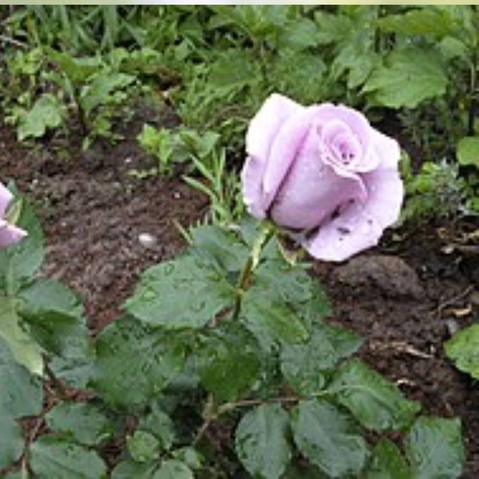 Angel Face Rose Cuttings 5 Unrooted Rosa 'Angel Face' Pink Fragrant Live Plant Gardening Landscaping