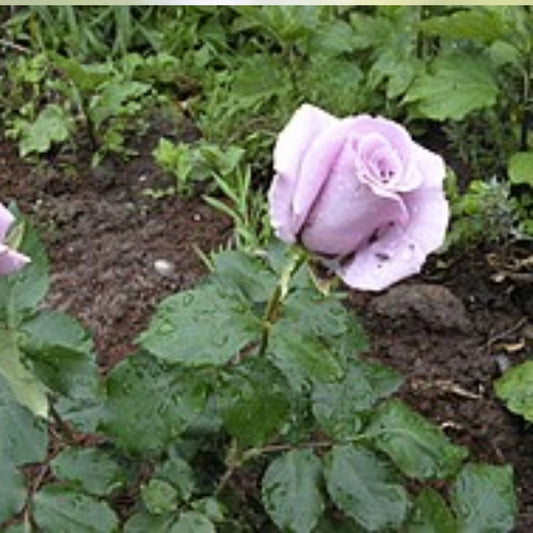 Angel Face Rose Cuttings 5 Unrooted Rosa 'Angel Face' Pink Fragrant Live Plant Gardening Landscaping