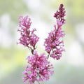 Early Pink Lilac Seeds 100 Count - Pink Blooms Syringa vulgaris Fragrant Flowering Shrubs for Garden