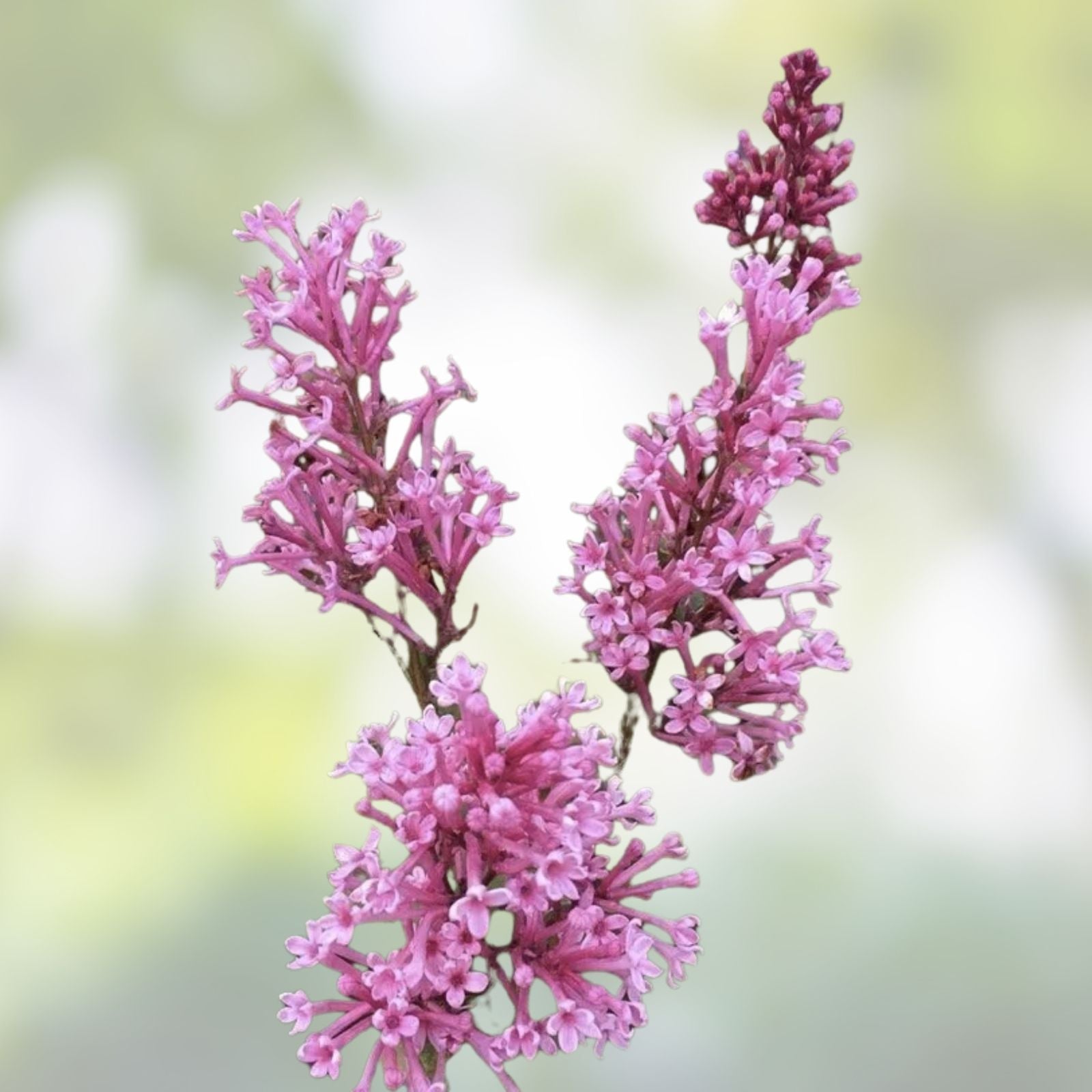 Early Pink Lilac Seeds 100 Count - Pink Blooms Syringa vulgaris Fragrant Flowering Shrubs for Garden