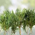 Leyland Cypress Tree Cuttings 7-8" Fast Growing Privacy Screen Live Plant Cupressocyparis leylandii 50 Fresh Cuttings