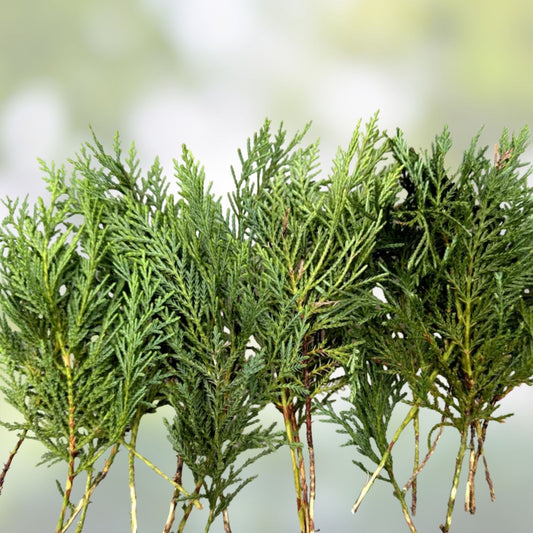 Leyland Cypress Tree Cuttings 7-8" Fast Growing Privacy Screen Live Plant Cupressocyparis leylandii 50 Fresh Cuttings