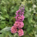 Bicolor Butterfly Bush Live Plant 6+ Inches Buddleia x weyeriana 'Bicolor' Fragrant Yellow Lavender Flowers