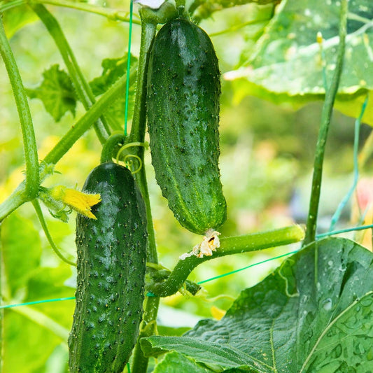 Heirloom Cucumber Seeds 100 Pack Non-GMO Marketer Variety Cucumis sativus Vegetable Seeds for Garden, Home, Planting